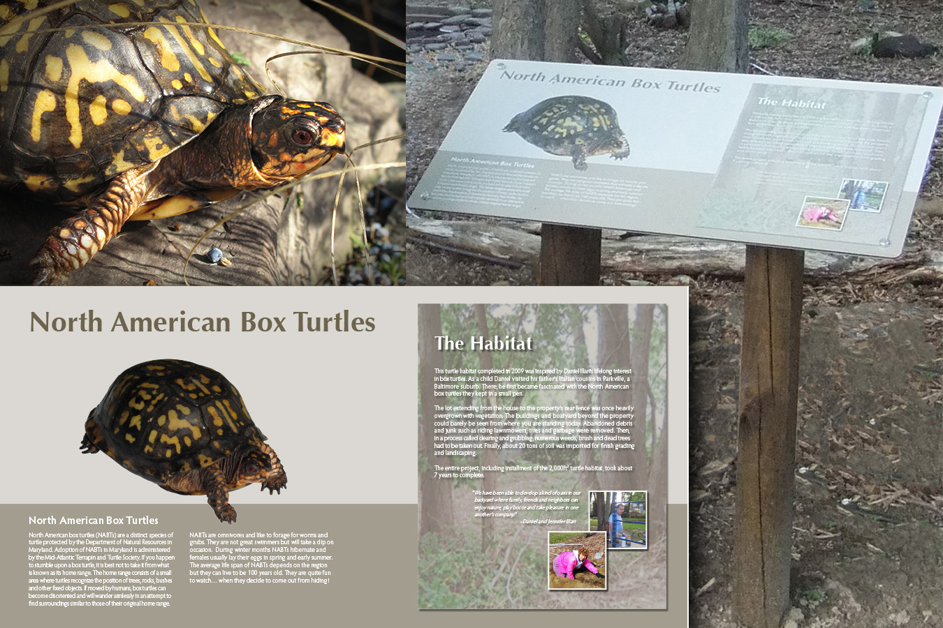 Box Turtle : This  "Eastern Box Turtle-arium" is a private rehab & protective enclosure for these native Maryland reptiles