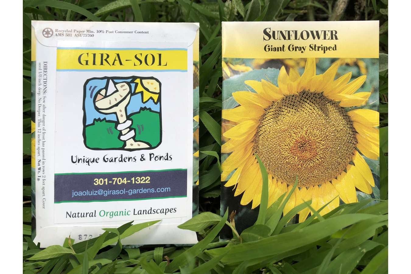 Girasol Packets : Sunflower seeds branded for Girasol are giveaways at festival