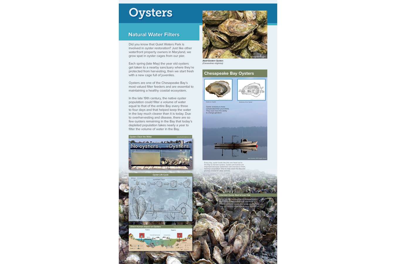 11G 2E2.A QWP Oysters 24x40 F1  3 : Oyster Seeding is maintained by the park and is important to the health of the Chesapeake Bay