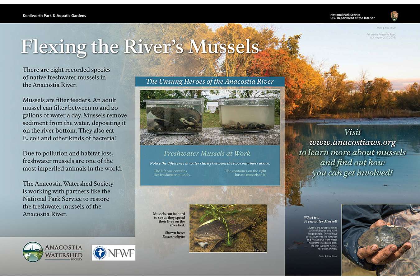 ANACOST WS 1 : Anacostia Watershed Society grows mussels in the Anacostia river to improve water quality