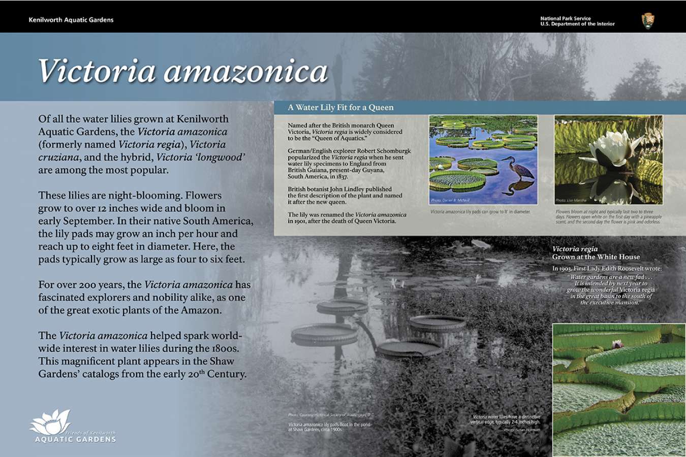 fokag 3 : The Victoria amazonica water lily was in Shaw gardens catalogs early in the 20th century.  