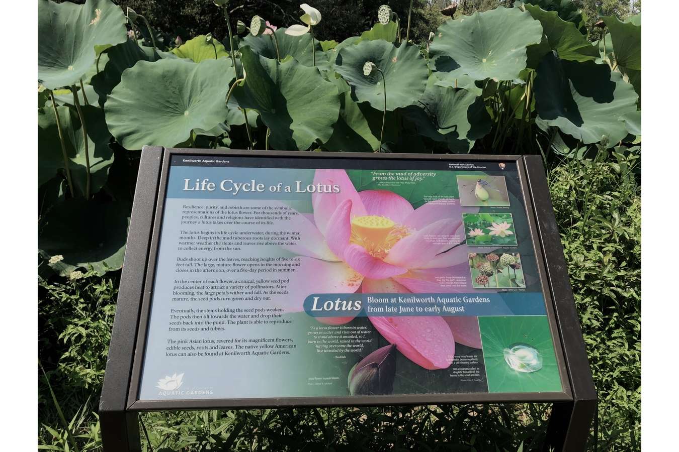 Fokag 9 : Hydrophobic lotus leaves are self-cleaning. Water droplets collect dirt – and run right off the leaf.