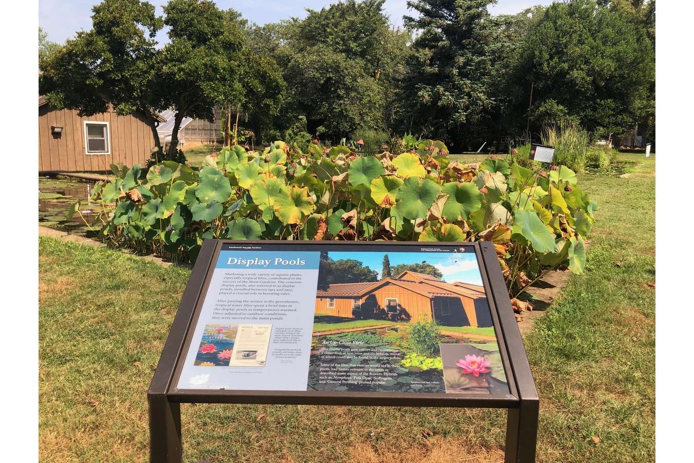 Fokag 11 : Display pools were originally used to give customers ideas for their home water lily gardens.