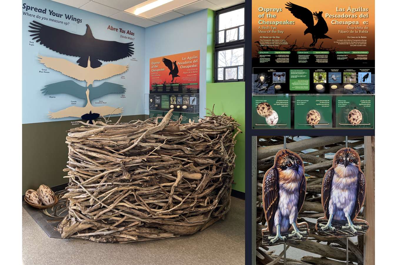 SPVC osprey nest composite 1 : Walk-in Osprey Nest explains importance of these migrating birds and their successful breeding in the Bay.  Compare Your Wing-Span with other Bay Birds  |  Imagine You're a Baby Osprey and Bounce Around with the Chicks