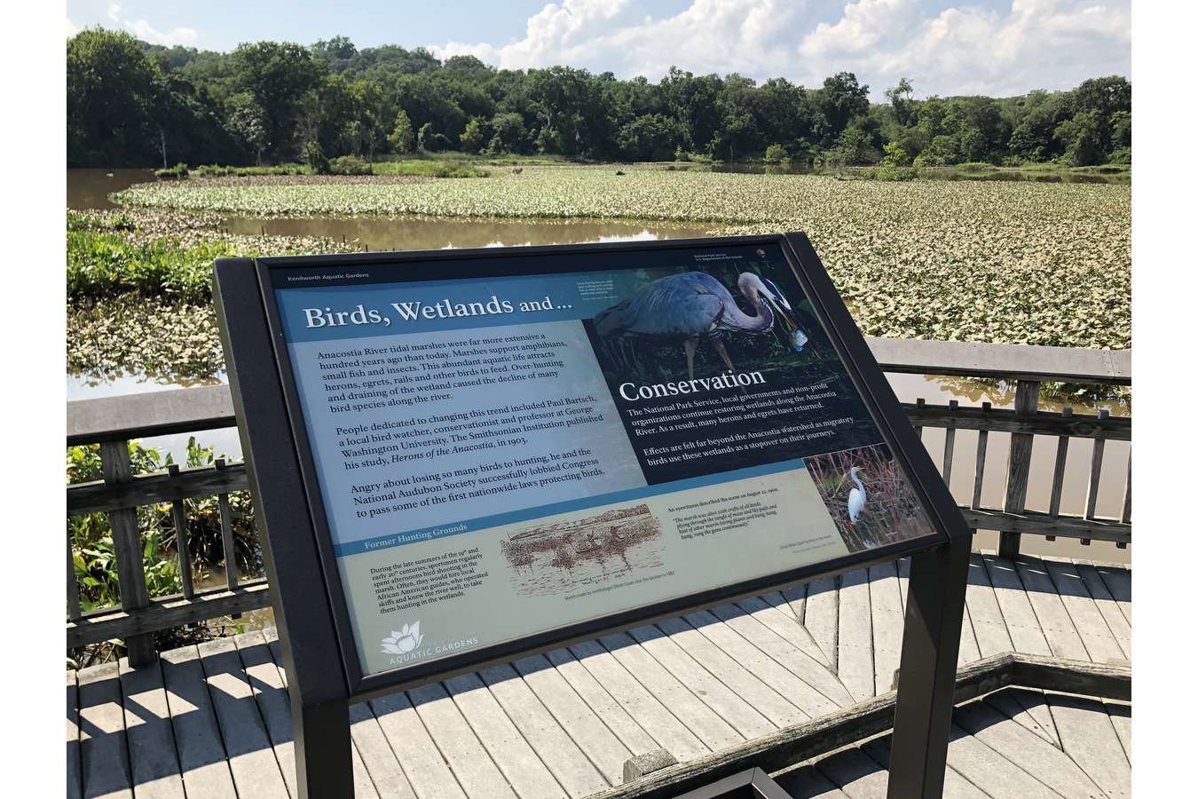 8 Conservation : View into the tidal marsh shows Anacostia River marshland restored to nearly natural state.